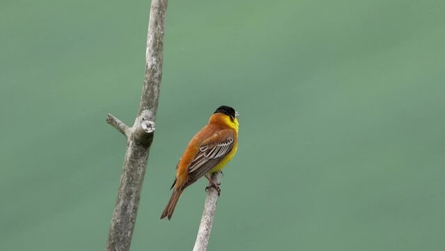 Black-headed bunting sits on a tree branch and sings. Beautiful background. Video with the bird Emberiza melanocephala. The voice of a bird