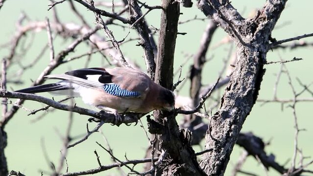 Eurasian jay is sitting on a branch. She's pecking at a tree. A beautiful bird. Video with the bird Garrulus glandarius.