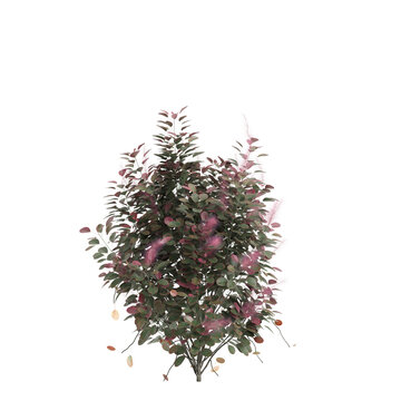 3d illustration of Cotinus coggygria bush isolated on black background