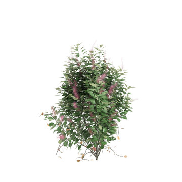 3d illustration of Cotinus coggygria bush isolated on black background