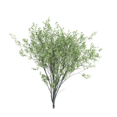 3d illustration of Zelkova serrata tree isolated on black background