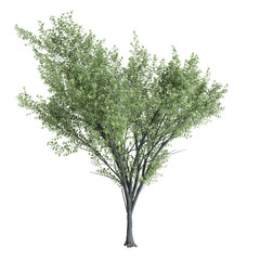 Fototapeta na wymiar 3d illustration of Zelkova serrata tree isolated on black background