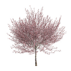 3d illustration of Prunus cerasifera flowering isolated on black background