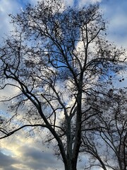 Árvore no inverno