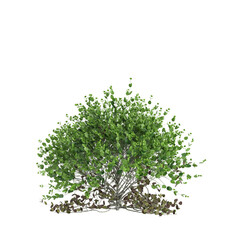 3d illustration of Buxus sempervirens bush isolated on black background