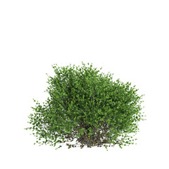 3d illustration of Buxus sempervirens bush isolated on black background