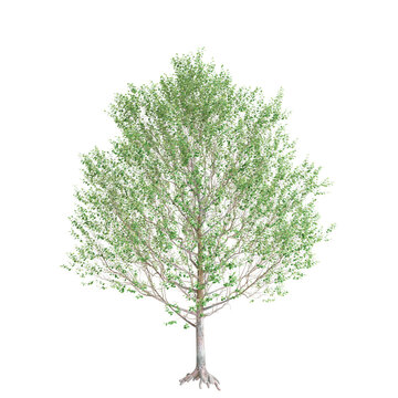 3d illustration of Alnus glutinosa tree isolated on black background
