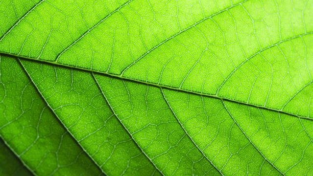 Macro View of Leaf Surface Cells Illustrating Plant Structure. Close-Up Macro Shot of Vibrant Green Plant or Tree Leaves, Revealing Texture and Patterns.