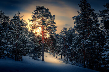 Winter landscape with forest, trees and sunrise. Winterly morning of a new day. Forest in the...