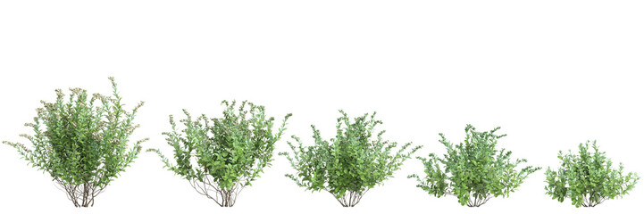 3d illustration of set Zenobia pulverulenta bush isolated on black background