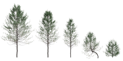 3d  illustration of set Pseudotsuga menziesii tree isolated on white background