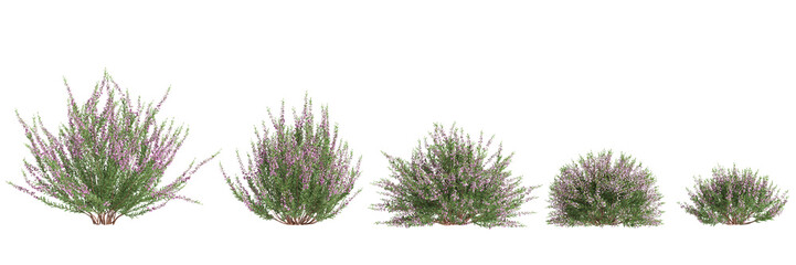 3d  illustration of set Culluna vulgaris bush isolated on black background