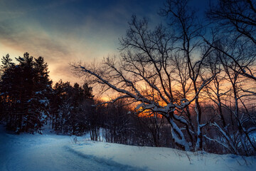Winter landscape with forest, trees and sunrise. Winterly morning of a new day. Forest in the Russia.