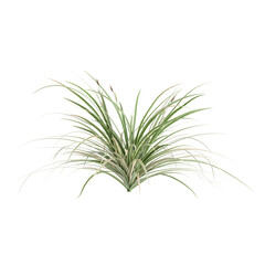 3d illustration of Carex morrowii bush isolated on black background