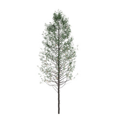 3d  illustration of Pseudotsuga menziesii tree isolated on white background