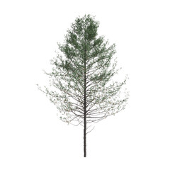 3d  illustration of Pseudotsuga menziesii tree isolated on white background - obrazy, fototapety, plakaty