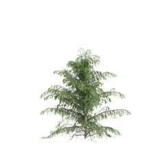 3d  illustration of Picea breweriana tree isolated on white background