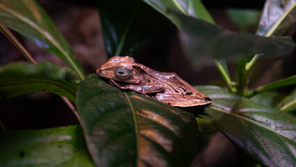 Brown frog on green leaf