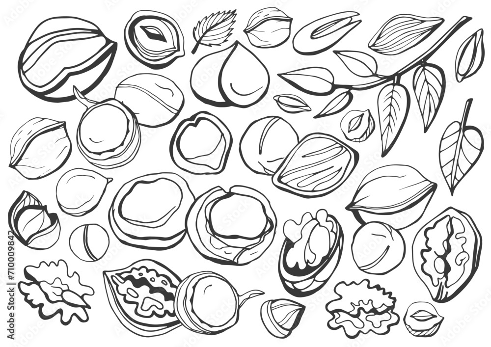 Wall mural Isolated vector set of nuts. Nuts and seeds collection. Vector hand drawn objects. Peanuts, cashews, walnuts, hazelnuts, cocoa, almonds, chestnut, pine nut, nutmeg, peanut, macadamia, coconut. - Wall murals