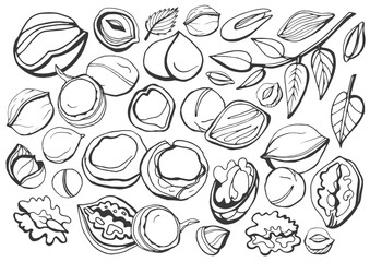 Isolated vector set of nuts. Nuts and seeds collection. Vector hand drawn objects. Peanuts, cashews, walnuts, hazelnuts, cocoa, almonds, chestnut, pine nut, nutmeg, peanut, macadamia, coconut.