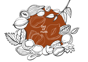 Isolated vector set of nuts. Nuts and seeds collection. Vector hand drawn objects. Peanuts, cashews, walnuts, hazelnuts, cocoa, almonds, chestnut, pine nut, nutmeg, peanut, macadamia, coconut.
