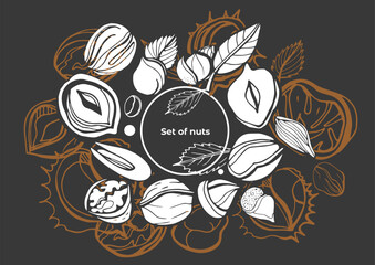 Isolated vector set of nuts. Nuts and seeds collection. Vector hand drawn objects. Peanuts, cashews, walnuts, hazelnuts, cocoa, almonds, chestnut, pine nut, nutmeg, peanut, macadamia, coconut.