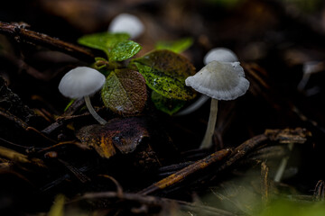 Fruiting Bodies of a Mycena Fungus