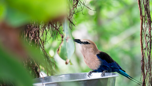 Blue-bellied Roller at a feeder