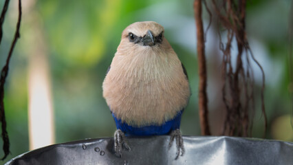 Blue-bellied Roller at a feeder