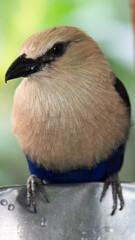 Blue-bellied Roller at a feeder