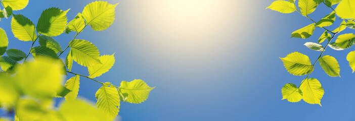 Obraz premium Vibrant green foliage against a sunny blue sky