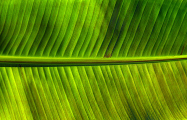 Сlose up green leaf texture