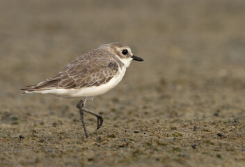 Greater sand plover Mameer creek of Bahrain