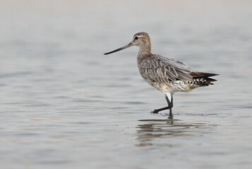 A portrait of a Bar-tailed Godwit at mameer coast of Bahrain