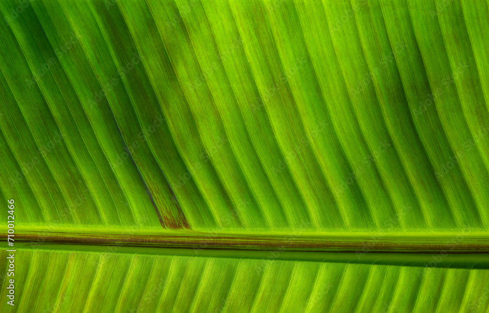 Poster Сlose up green leaf texture