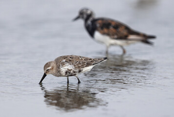 Dunlin feeding at mameer creek with ruddy turnstone at the backdrop, Bahrain