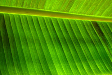 Сlose up green leaf texture