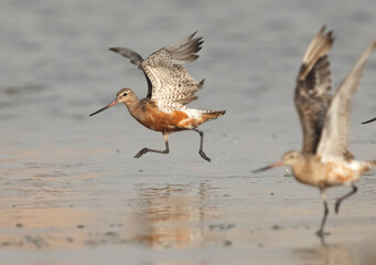 A pair of Bar-tailed Godwits landing at mameer coast of Bahrain