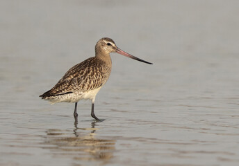 A portrait of a Bar-tailed Godwit at mameer coast of Bahrain