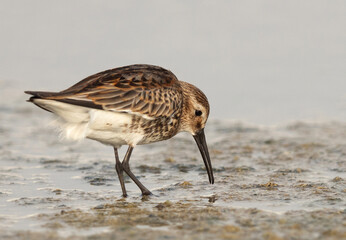Dunlin in breeding plumage at mameer creek, Bahrain