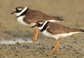 Closeup of Commom ringed plover at mameer, Bahrain