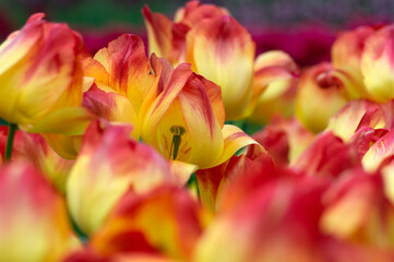 Close-up of tulip flower the colorful background.