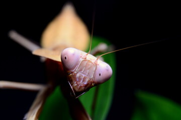 mantis