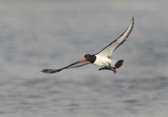 Oystercatchers in flight at mameer, Bahrain