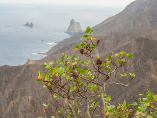 Dioe spanische Insel Teneriffa