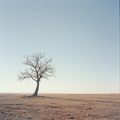 A lone leafless tree standing in an open field under a clear sky, symbolizing solitude and the starkness of nature.