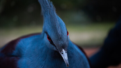 Victoria Crowned Pidgeon Close Up