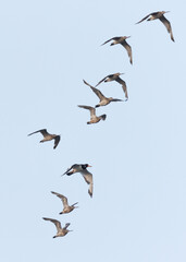 Oystercatchers flying among Bar-tailed Godwits at mameer coast of Bahrain