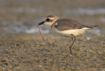 Greater sand plover with worm catch Mameer creek of Bahrain