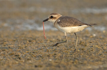 Greater sand plover with worm catch Mameer creek of Bahrain